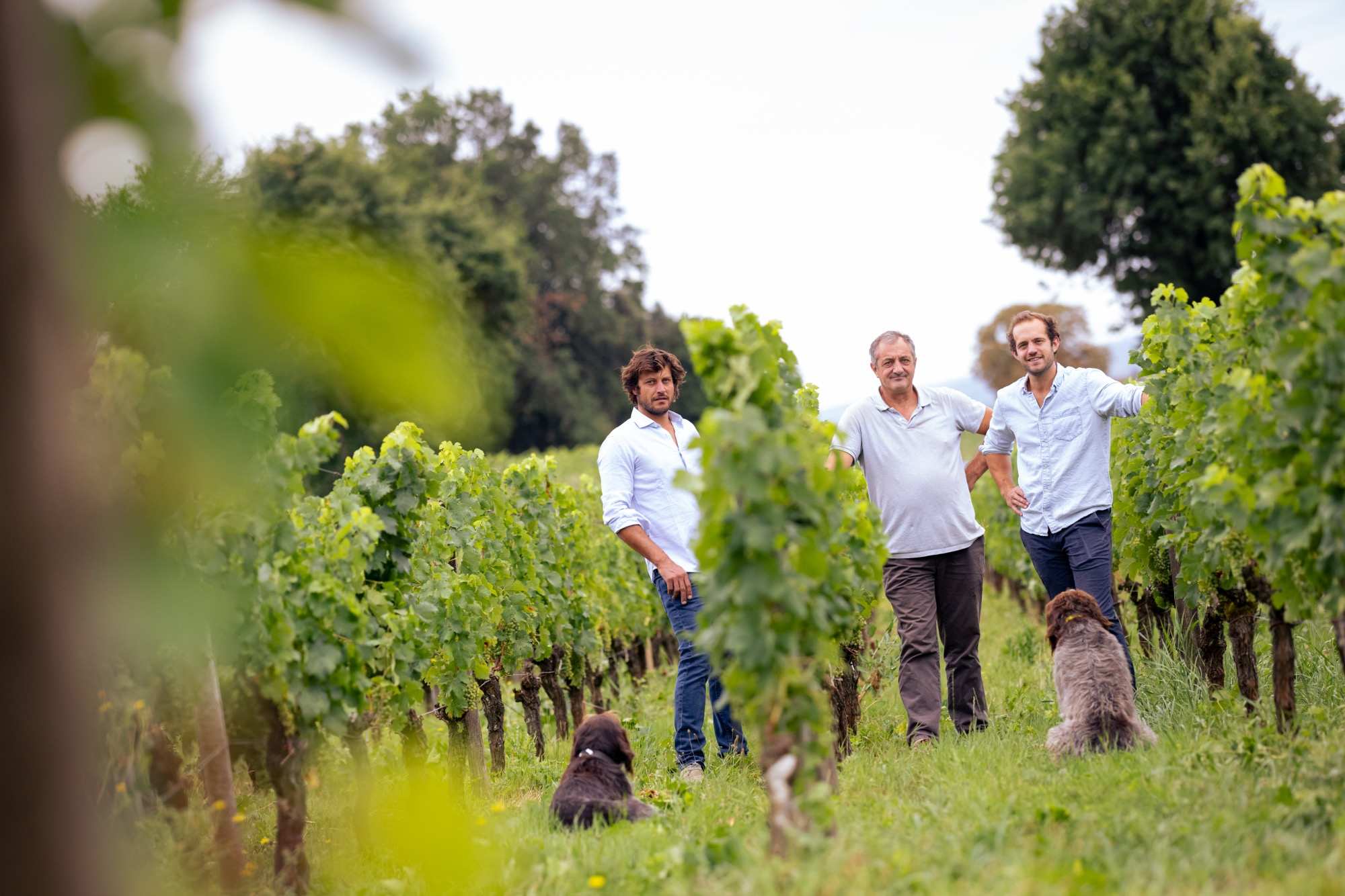 Les vignes du Château Coutet à Saint-Émilion